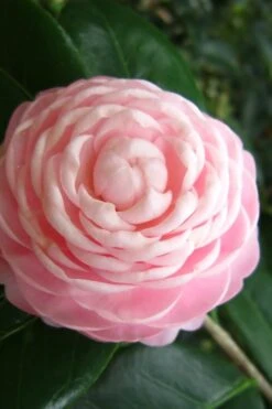 Pink Perfection Camellia Japonica - 1 Gallon Pot -Deals Sapling Whisper Store Camellia Pink Perfection 27