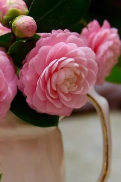 Pink Perfection Camellia Japonica - 1 Gallon Pot -Deals Sapling Whisper Store Camellia Pink Perfection 29