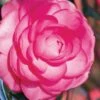 Pink Princess Camellia Japonica - 3 Gallon Pot 2 Pink Princess Camellia Japonica - 3 Gallon Pot -Deals Sapling Whisper Store Camellia Pink Princess 1