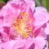 Pink Stella Camellia Sasanqua - 2 Gallon Pot -Deals Sapling Whisper Store Camellia Pink Stella 500x750 1