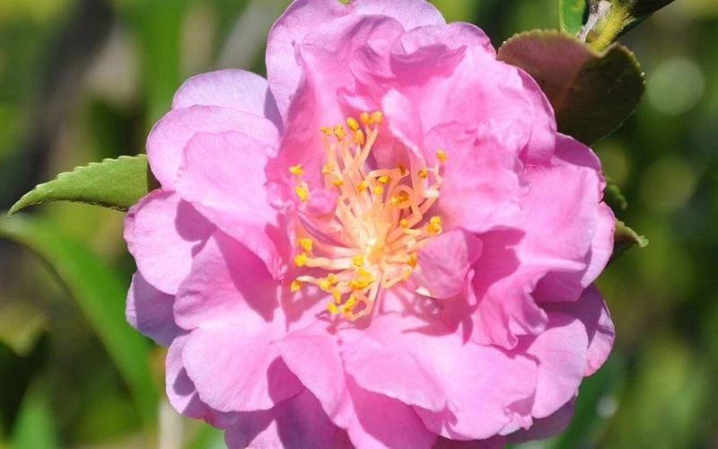 Pink Stella Camellia Sasanqua - 2 Gallon Pot 6 Pink Stella Camellia Sasanqua - 2 Gallon Pot - Image 4