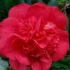 Red Fellow Camellia Japonica - 3 Gallon Pot 2 Red Fellow Camellia Japonica - 3 Gallon Pot -Deals Sapling Whisper Store Camellia Red Fellow 2