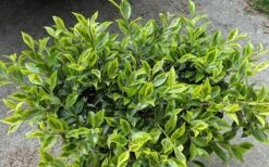 Royal Flush Shi Shi Variegated Camellia Sasanqua - 3 Gallon Pot 9 Royal Flush Shi Shi Variegated Camellia Sasanqua - 3 Gallon Pot -Deals Sapling Whisper Store Camellia Royal Flush Shi Shi 2 1