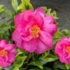 Royal Flush Shi Shi Variegated Camellia Sasanqua - 3 Gallon Pot -Deals Sapling Whisper Store Camellia Royal Flush Shi Shi 4 1