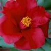 Royal Velvet Red Camellia Japonica - 3 Gallon Pot -Deals Sapling Whisper Store Camellia Royal Velvet 5
