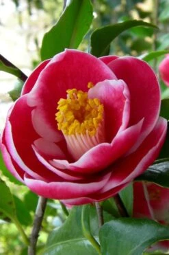 Sadaharu Oh Camellia - 3 Gallon Pot -Deals Sapling Whisper Store Camellia Sadaharu Oh 6 1