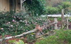 Sarrel Dwarf Camellia Sasanqua - 1 Gallon Pot 9 Sarrel Dwarf Camellia Sasanqua - 1 Gallon Pot -Deals Sapling Whisper Store Camellia Sarrel 5