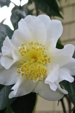 Silver Waves Camellia Japonica - 1 Gallon Pot -Deals Sapling Whisper Store Camellia Silver Waves 6