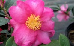 Stephanie Golden Dwarf Camellia Sasanqua - 1 Gallon Pot -Deals Sapling Whisper Store Camellia Stephanie Golden Closeup Flower