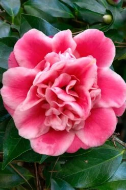 Tama Bambino Camellia Japonica - 3 Gallon Pot 15 Tama Bambino Camellia Japonica - 3 Gallon Pot -Deals Sapling Whisper Store Camellia Tama Bambino 1 1