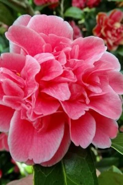 Tama Bambino Camellia Japonica - 3 Gallon Pot 13 Tama Bambino Camellia Japonica - 3 Gallon Pot -Deals Sapling Whisper Store Camellia Tama Bambino 10 1