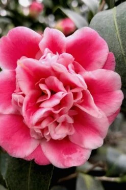 Tama Bambino Camellia Japonica - 3 Gallon Pot 12 Tama Bambino Camellia Japonica - 3 Gallon Pot -Deals Sapling Whisper Store Camellia Tama Bambino 11 1