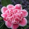 Tama Bambino Camellia Japonica - 1 Gallon Pot 2 Tama Bambino Camellia Japonica - 1 Gallon Pot -Deals Sapling Whisper Store Camellia Tama Bambino 12