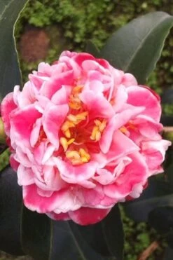 Tama Bambino Camellia Japonica - 1 Gallon Pot -Deals Sapling Whisper Store Camellia Tama Bambino 2