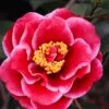 Tama Vino Camellia Japonica - 1 Gallon Pot 2 Tama Vino Camellia Japonica - 1 Gallon Pot -Deals Sapling Whisper Store Camellia Tama Vinio 10