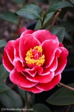 Tama Vino Camellia Japonica - 1 Gallon Pot 15 Tama Vino Camellia Japonica - 1 Gallon Pot -Deals Sapling Whisper Store Camellia Tama Vinio 7