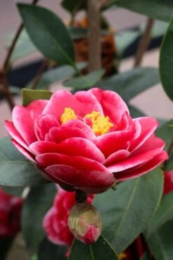 Tama Vino Camellia Japonica - 1 Gallon Pot 14 Tama Vino Camellia Japonica - 1 Gallon Pot -Deals Sapling Whisper Store Camellia Tama Vinio 8