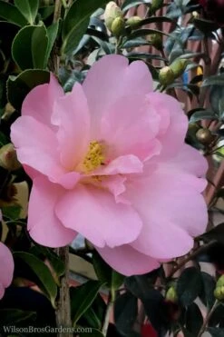 Taylors Perfection Pink Camellia Hybrid - 3 Gallon Pot 14 Taylors Perfection Pink Camellia Hybrid - 3 Gallon Pot -Deals Sapling Whisper Store Camellia Taylors Perfection 60