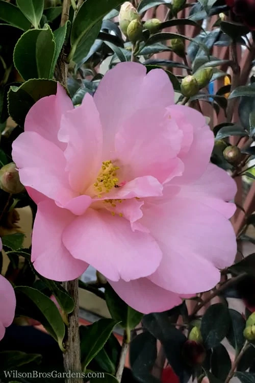 Taylors Perfection Pink Camellia Hybrid - 3 Gallon Pot 8 Taylors Perfection Pink Camellia Hybrid - 3 Gallon Pot - Image 6