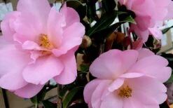 Taylors Perfection Pink Camellia Hybrid - 3 Gallon Pot 15 Taylors Perfection Pink Camellia Hybrid - 3 Gallon Pot -Deals Sapling Whisper Store Camellia Taylors Perfection 61