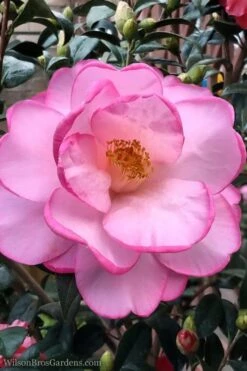 Taylors Perfection Pink Camellia Hybrid - 3 Gallon Pot 13 Taylors Perfection Pink Camellia Hybrid - 3 Gallon Pot -Deals Sapling Whisper Store Camellia Taylors Perfection 62
