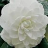 White By The Gate Camellia Japonica - 6 Pack Of 1 Gallon Pot 1 White By The Gate Camellia Japonica - 6 Pack Of 1 Gallon Pot -Deals Sapling Whisper Store Camellia White By The Gate 5