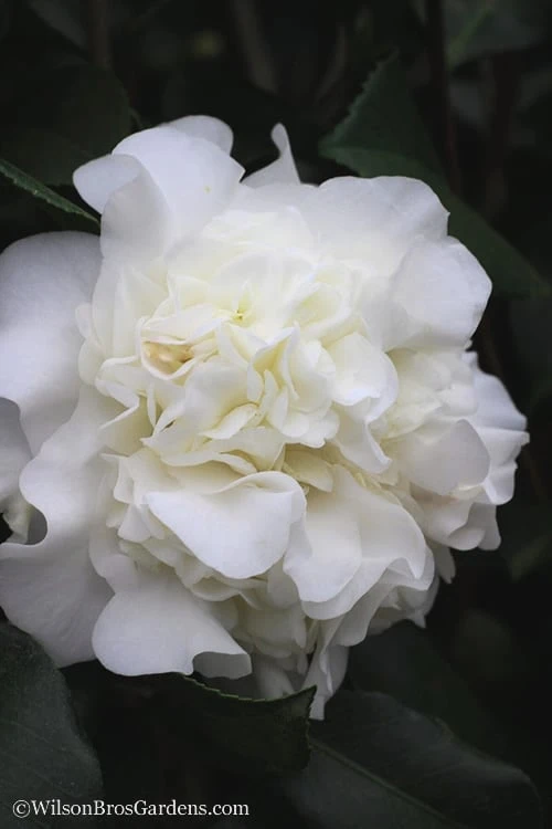 White Debutante Camellia Japonica - 3 Gallon Pot 8 White Debutante Camellia Japonica - 3 Gallon Pot - Image 6