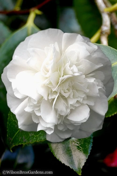 White Debutante Camellia Japonica - 3 Gallon Pot 7 White Debutante Camellia Japonica - 3 Gallon Pot - Image 5