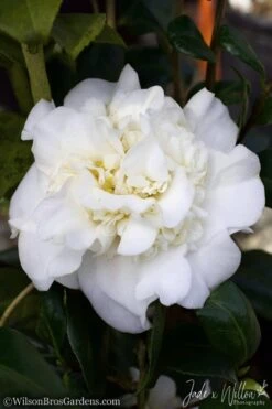 White Debutante Camellia Japonica - 3 Gallon Pot 11 White Debutante Camellia Japonica - 3 Gallon Pot -Deals Sapling Whisper Store Camellia White Debutante JW 2