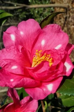 Winter's Fire Cold Hardy Camellia - 3 Gallon Pot -Deals Sapling Whisper Store Camellia Winters Fire 1