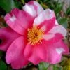 Winter's Fire Cold Hardy Camellia - 3 Gallon Pot 1 Winter's Fire Cold Hardy Camellia - 3 Gallon Pot -Deals Sapling Whisper Store Camellia Winters Fire 10