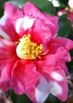 Winter's Fire Cold Hardy Camellia - 3 Gallon Pot -Deals Sapling Whisper Store Camellia Winters Fire 11