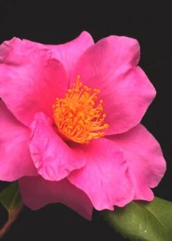 Winter's Fire Cold Hardy Camellia - 3 Gallon Pot -Deals Sapling Whisper Store Camellia Winters Fire 13