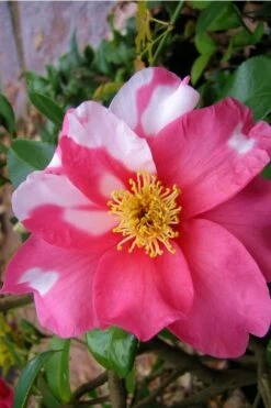 Winter's Fire Cold Hardy Camellia - 3 Gallon Pot -Deals Sapling Whisper Store Camellia Winters Fire 5