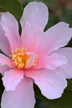 Winter's Toughie Cold Hardy Camellia - 1 Gallon Pot -Deals Sapling Whisper Store Camellia Winters Toughie 3