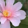 Winter's Toughie Cold Hardy Camellia - 1 Gallon Pot -Deals Sapling Whisper Store Camellia Winters Toughie 7