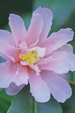 Winter's Toughie Cold Hardy Camellia - 1 Gallon Pot -Deals Sapling Whisper Store Camellia Winters Toughiet 6