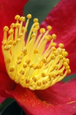 Yuletide Camellia Sasanqua - 1 Gallon Pot 14 Yuletide Camellia Sasanqua - 1 Gallon Pot -Deals Sapling Whisper Store Camellia Yuletide 30