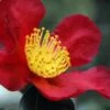 Yuletide Camellia Sasanqua - 3 Gallon Pot 1 Yuletide Camellia Sasanqua - 3 Gallon Pot -Deals Sapling Whisper Store Camellia Yuletide 31 1