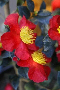 Yuletide Camellia Sasanqua - 1 Gallon Pot 13 Yuletide Camellia Sasanqua - 1 Gallon Pot -Deals Sapling Whisper Store Camellia Yuletide 32