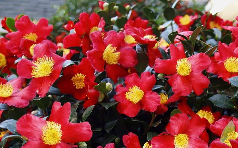 Yuletide Camellia Sasanqua - 1 Gallon Pot 8 Yuletide Camellia Sasanqua - 1 Gallon Pot - Image 6