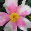 Yume Camellia Sasanqua - 3 Gallon Pot 1 Yume Camellia Sasanqua - 3 Gallon Pot -Deals Sapling Whisper Store Camellia Yume 1