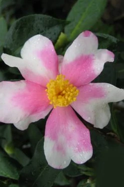 Yume Camellia Sasanqua - 3 Gallon Pot -Deals Sapling Whisper Store Camellia Yume 2