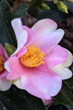 Yume Camellia Sasanqua - 3 Gallon Pot -Deals Sapling Whisper Store Camellia Yume 7