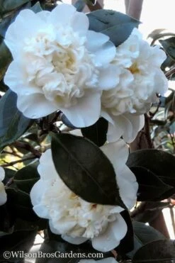 Fifth Avenue White Camellia Japonica - 1 Gallon Pot 10 Fifth Avenue White Camellia Japonica - 1 Gallon Pot -Deals Sapling Whisper Store Camellia fifth avenue 20