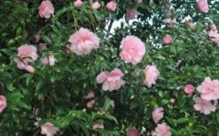 Cotton Candy Camellia Sasanqua - 3 Gallon Pot 10 Cotton Candy Camellia Sasanqua - 3 Gallon Pot -Deals Sapling Whisper Store CamelliaCottonCandy 2