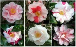 Lady Vansittart Multicolor Camellia Japonica - 1 Gallon Pot -Deals Sapling Whisper Store CamelliaLadyVasittart 2