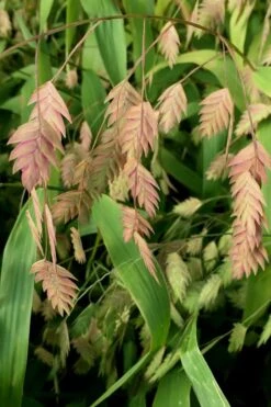 Upland Sea Oats (Chasmanthium Latifolium) - 16 Pack Of 1 Gallon Pots -Deals Sapling Whisper Store Chasmanthium 10