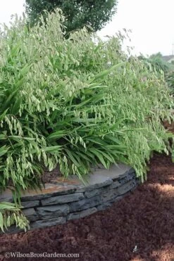 Upland Sea Oats (Chasmanthium Latifolium) - 16 Pack Of 1 Gallon Pots -Deals Sapling Whisper Store Chasmanthium Latifolium 6