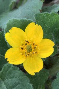 Superstar Green And Gold (Chrysogonum) - 3 Pack Of Quart Pots -Deals Sapling Whisper Store Chrysogonum Superstar Green And Gold 2